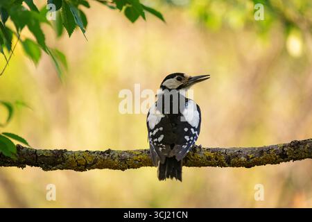 Toller Fleckenspecht Dendrocopos Major. Tierwelt aus der Natur. Nahaufnahme. Stockfoto