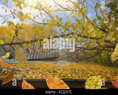 Herbstblätter fallen zu Boden. Herbstlaub fällt und dreht sich. Stockfoto