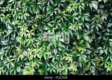 Grüne Efeublätter bedecken die Wand. Natürliche Pflanzenblattstruktur Hintergrund. Umweltfreundliches Gartendesign. Dekorative Kletterpflanzen. Stockfoto