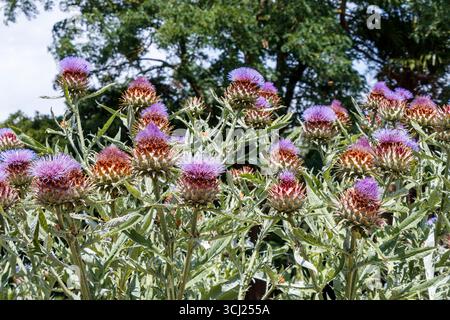 Bienen, die Nektar auf der Cardoon-Pflanze oder der wilden Artischocke sammeln, Cynara cardunculus „Bianco Avorio“ Stockfoto