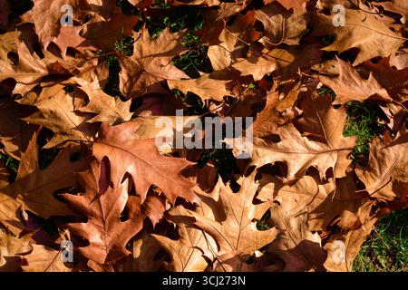 Braune Blätter der holly-Eiche, die auf dem Boden liegen Stockfoto