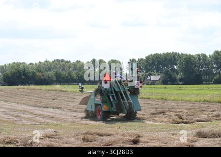 Ein Landwirt dreht im Sommer trockene Flachspflanzen auf einem Feld mit einer kleinen Maschine auf dem niederländischen Land Stockfoto
