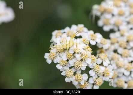 Eine Goldenrod Crab Spider (Misumena vatia), eine gelbe Form auf einer Schafgarbe und in typischer Jagdposition, auf Chobham Common, Surrey Stockfoto