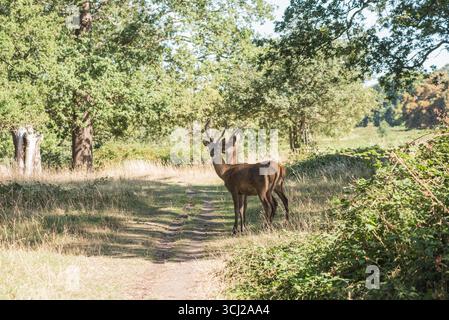 Junge Rothirsche (Cervus elaphus) stehen im Richmond Park, Surrey Stockfoto