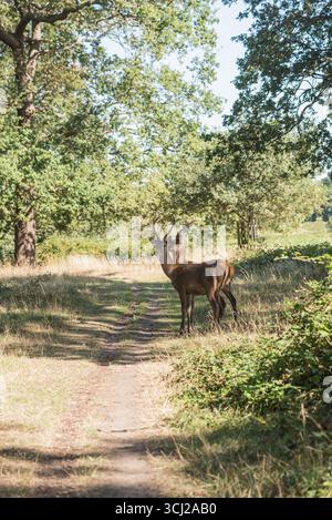 Junge Rothirsche (Cervus elaphus) stehen im Richmond Park, Surrey Stockfoto