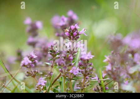 Violette Wildblumen blühen auf einer Wiese – vom späten Frühling bis zum Sommer Stockfoto