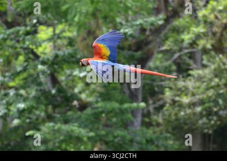 Ein wilder Scharlach (Ara macao) im Flug in der Nähe von Copán Ruinas, Honduras Stockfoto
