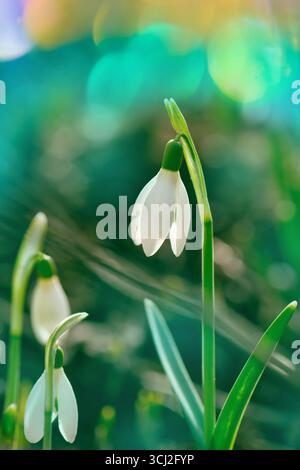 Frühlingsschneeglöckchen Galanthus Nivalis auf blühender Frühlingswiese. Sonnenaufgang Sonnenuntergang Licht auf Schneeglöckchen bedeckt Schnee. Stockfoto