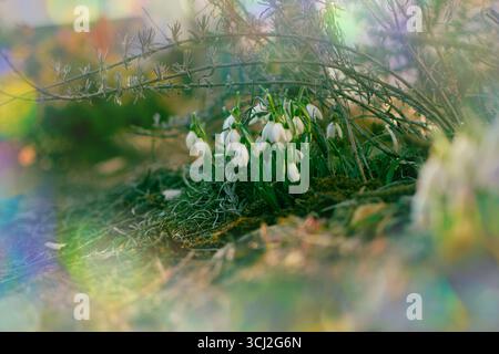 Schneeglöckchen blühen im Frühjahrswald. Nahaufnahme von Schneeglöckchen, die im Schnee blühen. Stockfoto