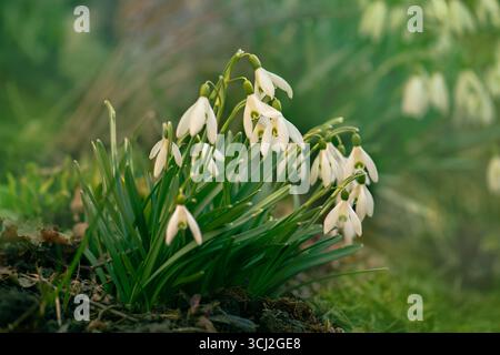 Schneeglöckchen im Garten. Wunderschöne blühende Schneeglöckchen wachsen in weißem Schnee. Stockfoto
