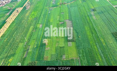 Aus der Vogelperspektive sehen Sie üppige grüne landwirtschaftliche Felder in Luxor, Ägypten, die Fleckenbebauung von Ackerland zeigen, das während eines Heißluftballonflugs erfasst wurde. Stockfoto