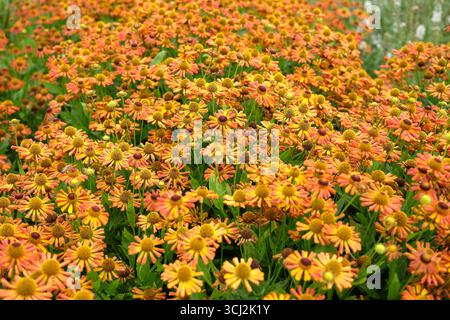 Zierliches Gelb und rostiges Orange Helenium „Loysder Wieck“, Niesweed, in Blüte. Stockfoto