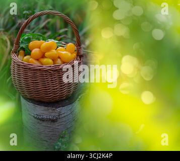 Tomaten gelbe Birne in Holzkorb auf einem Feld. Tomaten gelbe Birne in einem Korbkorb auf dem Hintergrund eines Gewächshauses im Freien. Gelbe Birne t Stockfoto