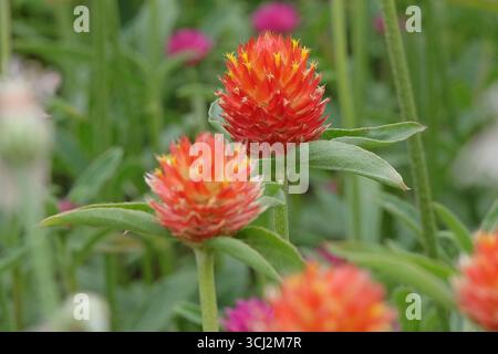 Lila und rote Gomphrena haageana, die Rio Grande Globus Amaranth oder Globus Blume, in Blüte. Stockfoto