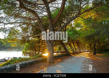 Sonnenuntergangslicht leuchtet durch den Waldweg. Goldenes Sonnenlicht zieht durch hohe Bäume entlang eines ruhigen Waldweges am Meer und schafft ein friedliches und Stockfoto