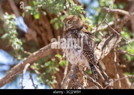 Perlenfleckenkeule (Glaucidium perlatum) Nordkap, Südafrika. Sie haben eine Reihe von "falschen Augen" - dunkle runde Fleck von Federn - auf dem Bac Stockfoto