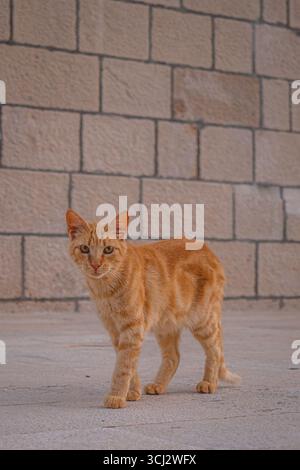 Porträt einer streunenden Ingwerkatze in Makarska Kroatien, die auf Steinpflaster mit strukturiertem Backsteinmauerhintergrund in sanftem Abendlicht steht Stockfoto