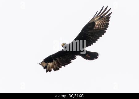 Verreaux's Eagle oder Black Eagle (Aquila verreauxii) im Flug, fliegen, Karoo Nationalpark, Südafrika Stockfoto
