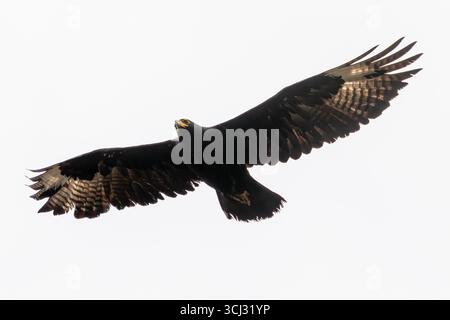 Verreaux's Eagle oder Black Eagle (Aquila verreauxii) im Flug, fliegen, Karoo Nationalpark, Südafrika Stockfoto