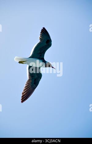 Eine Möwe im Flug gegen einen klaren blauen Himmel. Stockfoto