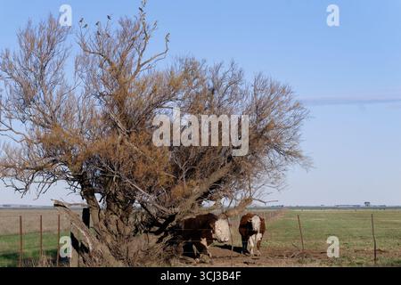 Hereford-Rinder suchen Schatten unter einem Baum in den weiten Pampas-Graslandschaften argentiniens, mit Vögeln auf den Ästen Stockfoto