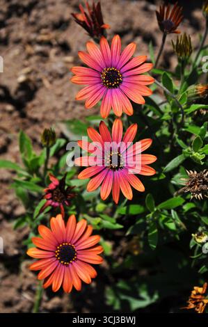 Dimorphotheca ecklonis oder African Daisy Stockfoto