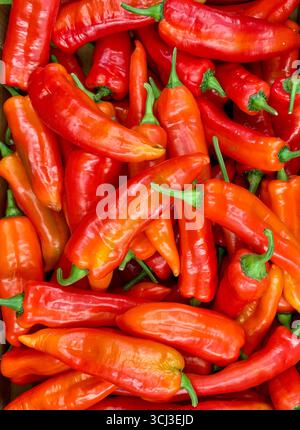 Rote Chilischoten Stockfoto