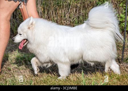 Eine wunderschöne samoyed laika bei einer Hundeshow. Stockfoto