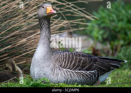 Die Gänse (Anser anser) ist eine Art der Großgans aus der Familie der Wasservögel Anatidae und der Gattung Anser. Stockfoto