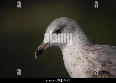 Die Europäische Heringsmöwe oder einfach Heringsmöwe (Larus argentatus), oft fälschlicherweise als Möwe bezeichnet. Stockfoto
