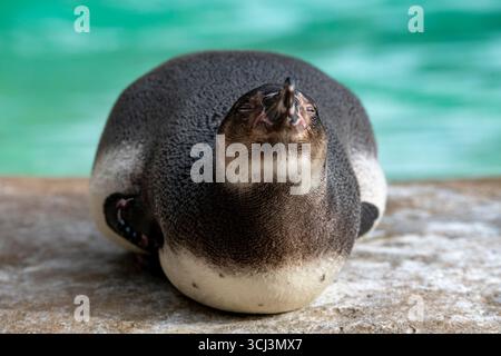 Der Humboldt-Pinguin (Spheniscus humboldti) ist ein mittelgroßer Pinguin. Sie lebt in Südamerika, an der Pazifikküste Perus und Chiles. Stockfoto