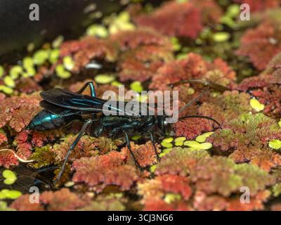 Schillernde blaue Schlammwespe (Chalybion californicum), die auf schwimmenden Pflanzen ruht, während sie von der Oberfläche eines Teiches trinkt Stockfoto