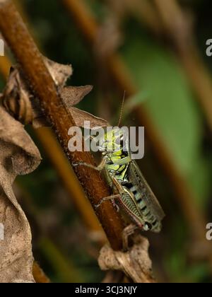 Verzierte unteradulte Rotbeingrasschrecken (Melanoplus femurrubrum), die sich am Stamm einer Pflanze anheftet Stockfoto