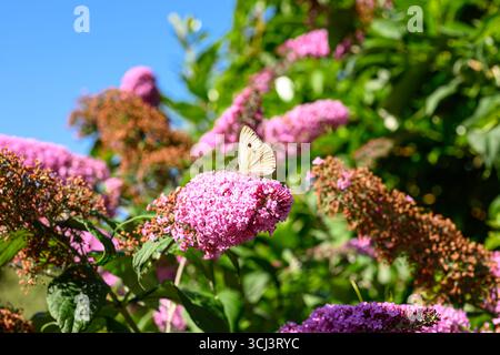 Großer weißer Schmetterling auf einer Buddleja-Blume Stockfoto