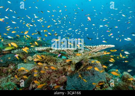 Hartkorallenriff in der Lagune von Mayotte, einem lebenswichtigen Lebensraum für Meereslebewesen, der jedoch vom Klimawandel, der Bleiche und dem Druck des Menschen bedroht ist. Stockfoto