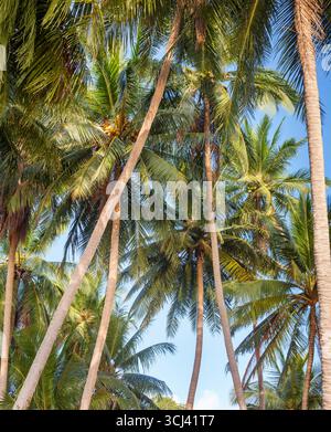 Grüne Kokospalmen auf blauem Himmel Hintergrund Nahaufnahme, Palmblätter und Stämme, Zweige, Dschungel, exotisches Laub, tropischer Insel Meer Strand, Palmöl Stockfoto