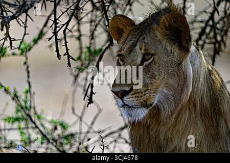 Junger Männlicher Afrikanischer Löwe - Serengeti, Tansania Stockfoto