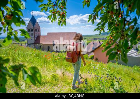 FRANKREICH. ELSASS. BAS-RHIN (67) ITTERSWILLER. AUF DER ELSÄSSISCHEN WEINSTRASSE GENIESST EIN WALKER DIE RUHE DES FRÜHLINGS ZWISCHEN DEN KIRSCHBÄUMEN IN DER NÄHE DER KIRCHE. Stockfoto