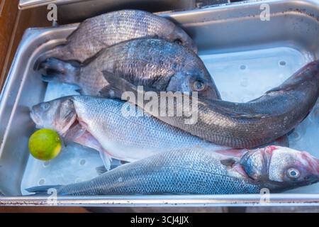 Frisch gefangener Fisch liegt in einem Edelstahlbecken neben einer Limette. Das Bild unterstreicht die Frische und Qualität des Fisches, perfekt zum Kochen Stockfoto