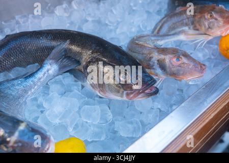 Frischer Fisch wird auf einem Eisbett gezeigt, wobei verschiedene Arten, einschließlich Barsch, mit Zitronenakzenten gezeigt werden. Das Marktumfeld betont Frische und Stockfoto