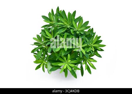 Blick von oben auf Euphorbia x Martini mit grünem Laub auf weißem Hintergrund Stockfoto