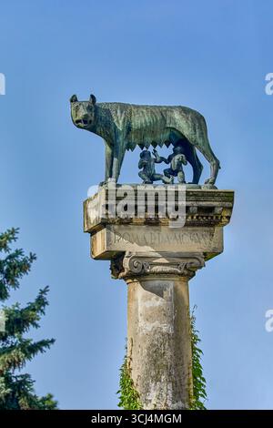 Die Statue des Kapitolinischen Wolfs befindet sich auf dem Siegesplatz und zeigt die Legende der Gründer von Rom, die Brüder Romulus und Remus, Timisoara, Rumänien, Europa Stockfoto