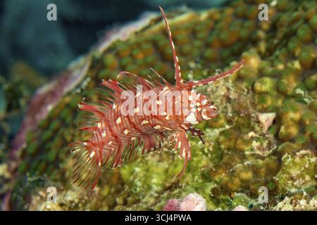Unterwasserfoto Extreme Nahaufnahme der jungen Form des jungen kleinen Baumrassen (Novaculichthys taeniourus), die in farbenfrohen, farbenfrohen inta schwimmen Stockfoto