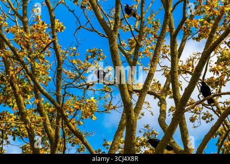 Viele Raben und Krähen sitzen auf einem Baum mit blauem Himmel im Bezirk mir Karelichy, Region Hrodna, Weißrussland. Stockfoto