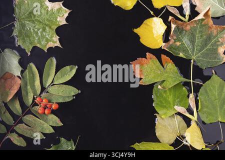 Auf dem nassen Asphalt sind schöne Blätter im Herbst verstreut Stockfoto