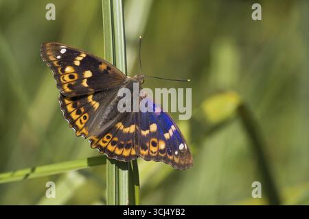 Ein kleiner lila Kaiser (Apatura lilia) sitzt mit offenen Flügeln auf einem Schilf, vor einem naturgrünen, perfekt gefangenen Hessen Stockfoto