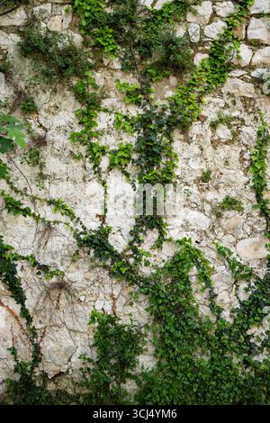 Eine strukturierte Steinmauer, bedeckt mit grünem Efeu und Moos. Stockfoto