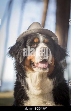 Berner Gebirgshund im Nahaufnahme-Porträt des Hutes Stockfoto