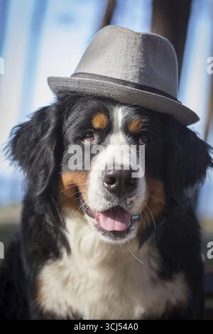 Berner Berghund mit Hut, der in die Kamera schaut Stockfoto