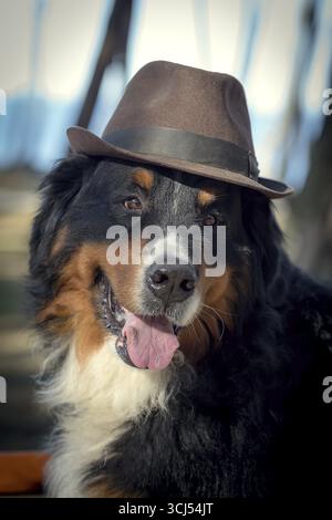 Berner Berghund mit Hut, der in die Kamera schaut Stockfoto